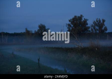 Zu Nacht Hin steigt aus einem Seitenarm der Trebel, die im Trebeltal durch eine teilurwüchsige Landschaft fließt, der Nebel hoch. *** La nuit, la brume s'élève d'un bras latéral du Trebel, qui traverse un paysage semi-rural dans la vallée du Trebel Banque D'Images