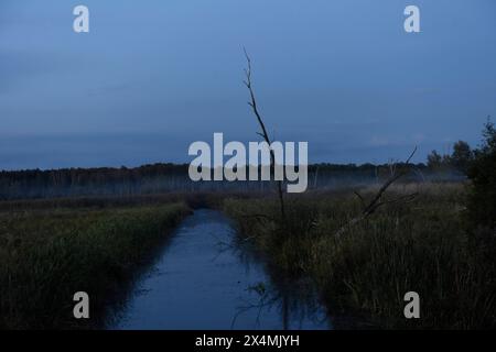 Zu Nacht Hin steigt aus einem Seitenarm der Trebel, die im Trebeltal durch eine teilurwüchsige Landschaft fließt, der Nebel hoch. *** La nuit, la brume s'élève d'un bras latéral du Trebel, qui traverse un paysage semi-rural dans la vallée du Trebel Banque D'Images