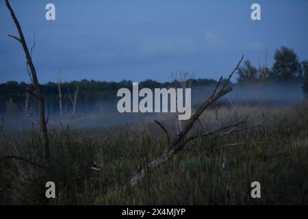 Zu Nacht Hin steigt aus einem Seitenarm der Trebel, die im Trebeltal durch eine teilurwüchsige Landschaft fließt, der Nebel hoch. *** La nuit, la brume s'élève d'un bras latéral du Trebel, qui traverse un paysage semi-rural dans la vallée du Trebel Banque D'Images