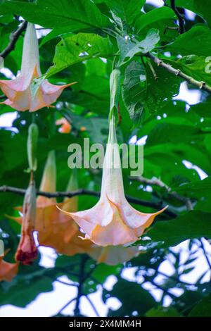 Brugmansia arborea (Brugmansia suaveolens) dans la nature. Brugmansia arborea est un arbuste à feuilles persistantes ou un petit arbre atteignant jusqu'à 7 mètres de hauteur. Banque D'Images