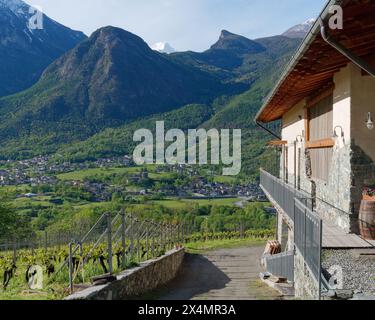 Ferme et vignoble avec Fenis et son château sous les montagnes alpines dans la vallée d'Aoste, Italie. 3 mai 2024 Banque D'Images