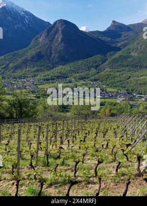 Vignoble près de nus avec vue sur Fenis et son château sous les montagnes alpines dans la vallée d'Aoste, Italie. 3 mai 2024 Banque D'Images