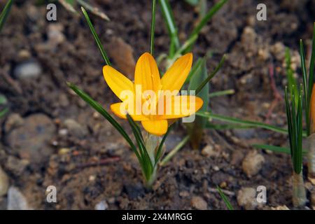 Fleurs jaunes de Crocus chrysanthus à Zagreb, Croatie Banque D'Images