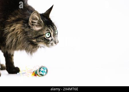 Photo horizontale un chat tabby avec des yeux verts vibrants, traquant attentivement un jouet coloré, mis en valeur dans un moment ludique contre un dos blanc brillant Banque D'Images