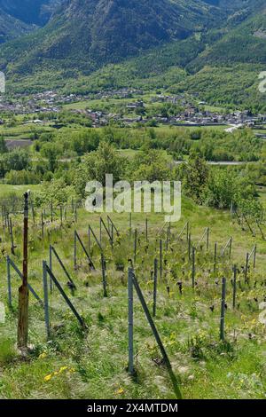 Vignoble près de nus avec vue sur Fenis et son château sous les montagnes alpines dans la vallée d'Aoste, Italie. 3 mai 2024 Banque D'Images