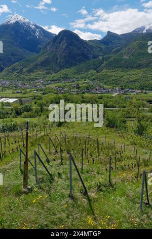 Vignoble près de nus avec vue sur Fenis et son château sous les montagnes alpines dans la vallée d'Aoste, Italie. 3 mai 2024 Banque D'Images