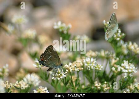 Un papillon sirotant du nectar d'une fleur Banque D'Images