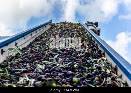 Olives sur la bande transporteuse au broyeur pour la production d'huile de pressage à froid en Toscane Banque D'Images