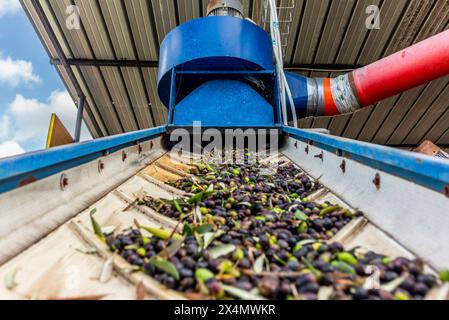 Olives sur la bande transporteuse au broyeur pour la production d'huile de pressage à froid en Toscane Banque D'Images