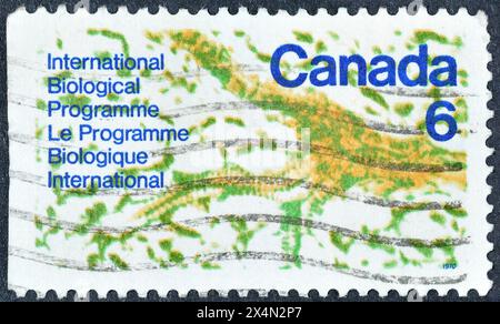 Timbre-poste annulé imprimé par le Canada, qui fait la promotion du Programme biologique international, vers 1970. Banque D'Images