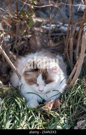 Chat errant dormant sur le champ Banque D'Images