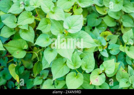 Houttuynia cordata connu sous le nom de menthe de poisson ou plu Kaow Thai phytothérapie Banque D'Images