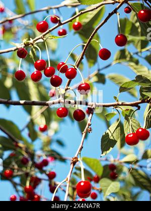 Un cerisier abondant à la lumière du jour, où des grappes de cerises mûres sont mises en évidence sur fond de feuilles vertes. Banque D'Images