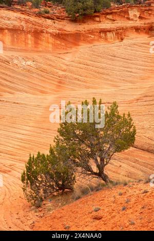 Juniper le long de Moqui Sand Caves Trail, comté de Kane, Utah Banque D'Images