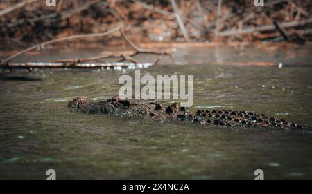 Crocodile émergeant de l'eau de la rivière Daintree, forêt tropicale de Daintree près de Cairns, Queensland, Australie Banque D'Images