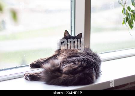 Un chat domestique de petite à moyenne taille à poil court, un membre de la famille des Felidae et un carnivore, se prélasse sur un rebord de fenêtre, mettant en valeur ses moustaches Banque D'Images