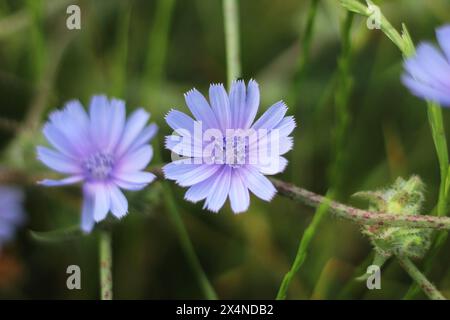 Fleur de chicorée commune (Cichorium intybus) plante dans la nature. Mise au point sélective sur la fleur violette. Banque D'Images