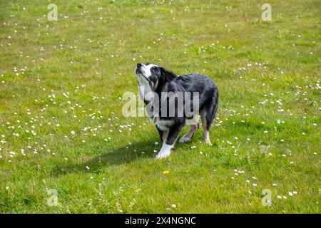 Jeune chiot Border Collie regardant vers le haut pour attraper la balle dans un champ à l'extérieur. Banque D'Images