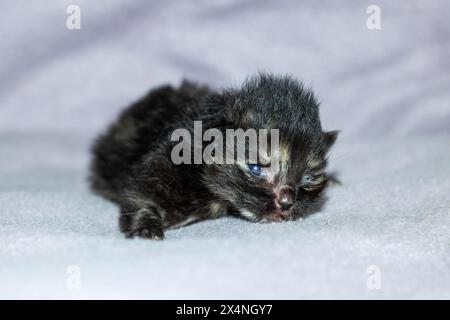 Un petit chaton Felidae avec des moustaches repose sur une couverture blanche. Chat domestique à poil court avec fourrure, griffes et queue, typique de petite à moyenne taille Banque D'Images