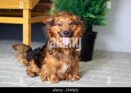 Un chien de foie et de couleur faunique, peut-être un chien d'eau ou un chien de groupe sportif, se prélasse sur le sol avec sa langue pendante Banque D'Images