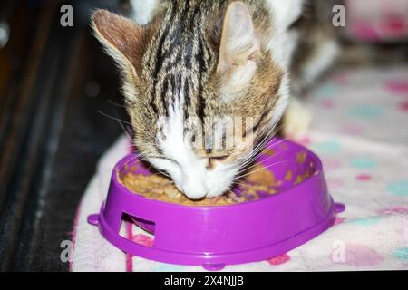 Un Felidae domestique à poil court, un chat carnivore de petite à moyenne taille, mange dans un bol rose avec des moustaches et un museau d'un magasin de fournitures pour animaux de compagnie Banque D'Images