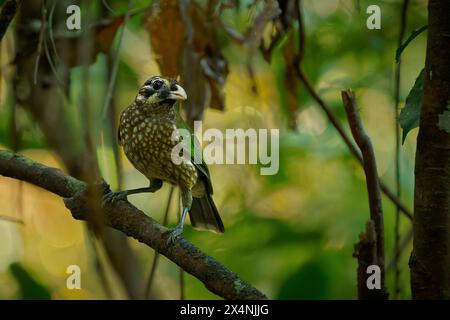 Oiseau-chat tacheté Ailuroedus maculosus espèce de Bowerbird (Ptilonorhynchidae) trouvée dans le nord du Queensland, l'est des Moluques et la Nouvelle-Guinée, vert bi Banque D'Images