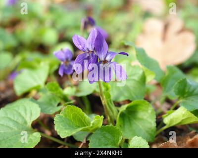 Image fermée de Wood Violet Banque D'Images