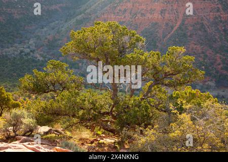 Pinyon pin le long de Timber Creek Overlook Trail, parc national de Zion, Utah Banque D'Images