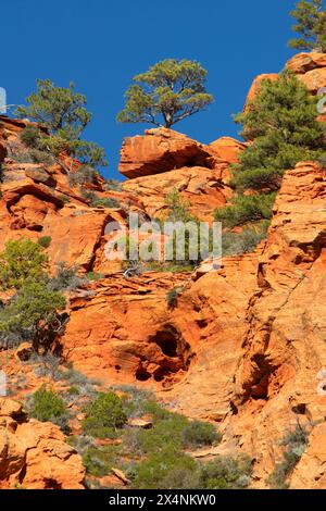 Crête inférieure de Paria point, parc national de Zion, Utah Banque D'Images