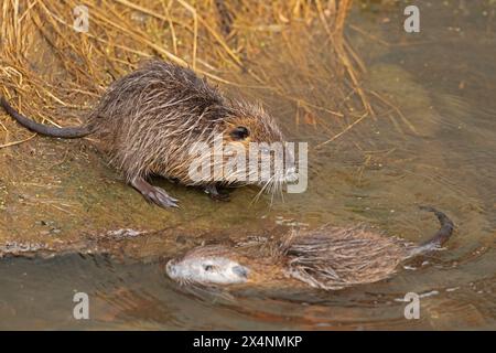 Deux jeunes Nutrias (Myocastor coypus), Wilhelmsburg, Hambourg, Allemagne Banque D'Images