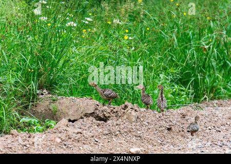 Poussins de dinde sauvages sur le côté d'un chemin de terre. Banque D'Images