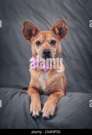 Un chien brun de race mixte mignon allongé dans une position sphinx et portant un noeud papillon rose autour de son cou isolé sur un fond sombre Banque D'Images