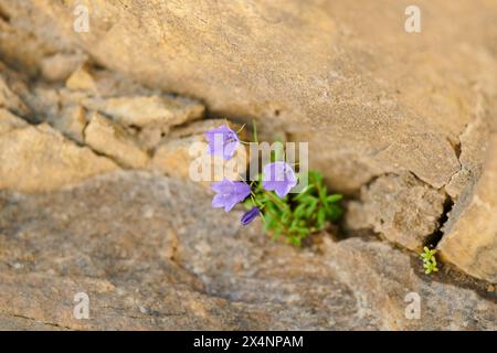 Le chausson des feuilles de terre (Campanula cochleariifolia) fleurit dans les montagnes de Hochalpenstrasse, Pinzgau, Salzbourg, Autriche Banque D'Images