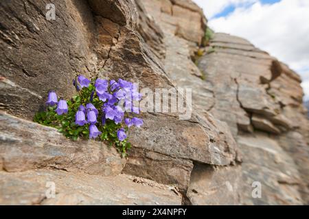 Le chausson des feuilles de terre (Campanula cochleariifolia) fleurit dans les montagnes de Hochalpenstrasse, Pinzgau, Salzbourg, Autriche Banque D'Images