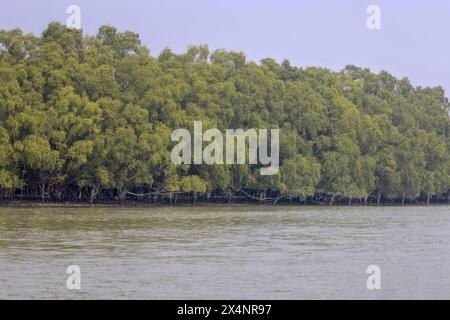 Le parc national des Sundarbans est une grande forêt côtière de mangroves, partagée par l'Inde et le Bangladesh. Banque D'Images