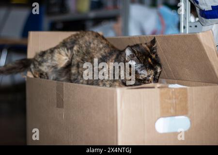 Un chat domestique à poil court, un membre de la famille des Felidae et un carnivore, avec des moustaches et de la fourrure, se prélasse dans une boîte d'expédition en bois Banque D'Images