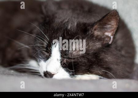 Un chat Felidae noir et blanc de petite à moyenne taille aux yeux verts se prélasse. Ses moustaches et sa fourrure brillent dans la photographie monochrome Banque D'Images