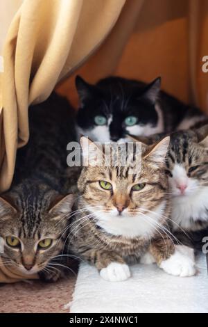 Trois Felidae, petits à moyens chats avec des moustaches et de la fourrure, sont assis dans une cage, regardant la caméra. L'un est un chat domestique à poil court. Le c Banque D'Images