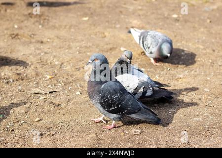 Un groupe de pigeons avec des plumes noires, bleues et vertes se tient sur le sol en terre battue. En tant qu'organismes vertébrés, ils font une belle vue dans la nature Banque D'Images