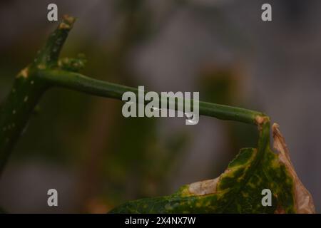 une plante verte avec des gouttelettes de pluie sur une branche d'une feuille mourante Banque D'Images