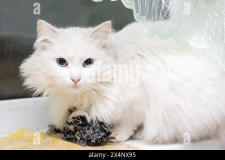 Un carnivore Felidae à fourrure fauve et moustaches, un chat de petite à moyenne taille, est assis sur un rebord de fenêtre. Son museau et sa patte sont visibles car il jouit de la vue Banque D'Images