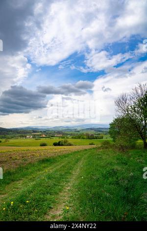 Route de terre coupant à travers un champ vert luxuriant Banque D'Images