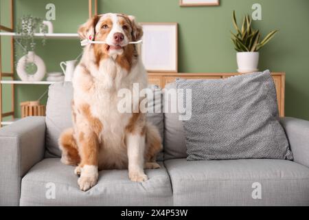 Chien berger australien mignon avec brosse à dents sur le canapé à la maison Banque D'Images