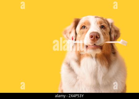 Chien berger australien mignon avec brosse à dents sur fond jaune Banque D'Images