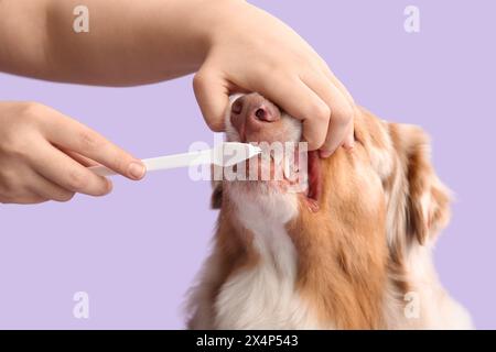 Propriétaire brossant les dents du chien berger australien mignon sur fond lilas Banque D'Images