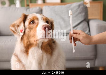 Chien berger australien mignon et main propriétaire avec brosse à dents à la maison Banque D'Images