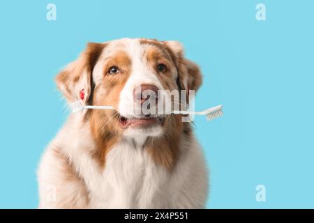 Chien berger australien mignon avec brosse à dents sur fond bleu Banque D'Images