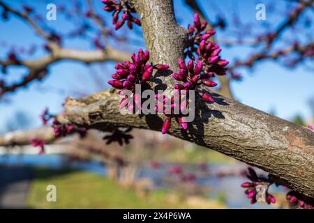 Beauté florissante : un Redbud de l'est vibrant (Cercis canadensis) baigne dans la lumière chaude du soleil, ses fleurs violettes délicates s'agitent. Banque D'Images