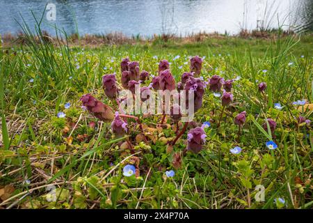 Un patch d'ortie morte violette vibrante ajoute une touche de couleur surprenante à un champ d'herbe verte, avec de délicates fleurs bleues dispersées à proximité et un gl Banque D'Images