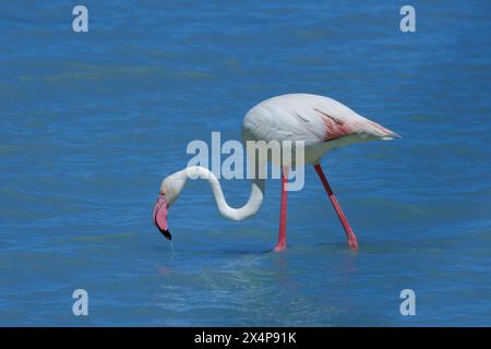 Gros plan du flamant rose, Phoenicopterus roseus, dans le parc naturel d'El Hondo, en Espagne Banque D'Images